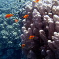DSCF8440 krapnikove koraly